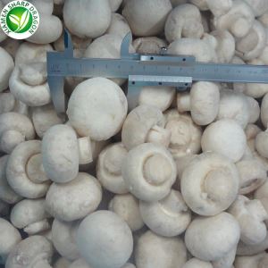 Bán Muisiriún Champignon