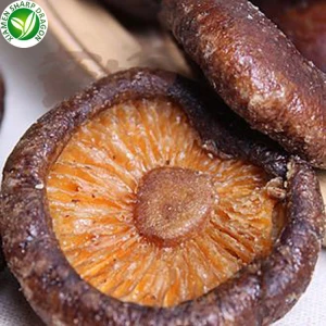 Snack Muisiriún Shiitake